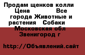 Продам щенков колли › Цена ­ 15 000 - Все города Животные и растения » Собаки   . Московская обл.,Звенигород г.